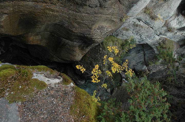 Canyon Maligne (6).JPG